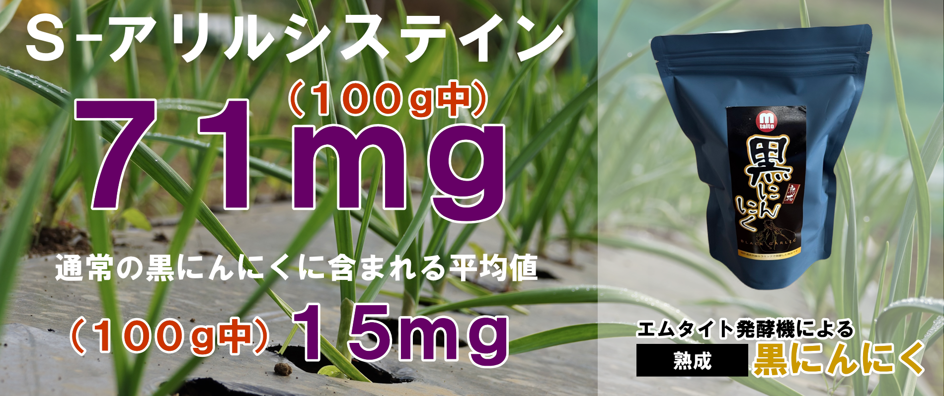 エムタイト発酵機によるこだわりの黒にんにく！ S-アリルシステイン (100g中）71mg 驚異の高濃度！ 通常の黒にんにくに含まれるS-アリルシステイン (100g中）は15mg・・この差がエムタイト発酵機の能力です。